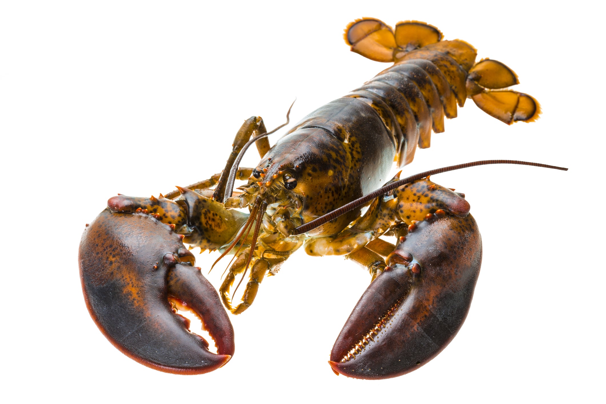 New England Live Lobster