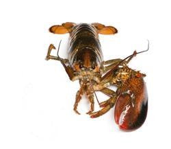 Live Lobster - One Claw - PATRIOTLOBSTER.COM
