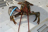 Live Lobster - One Claw - PATRIOTLOBSTER.COM