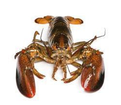 Live Lobster 1 & 1/2 lbs. - PATRIOTLOBSTER.COM
