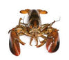 Live Lobster 1 & 3/4 lbs. - PATRIOTLOBSTER.COM
