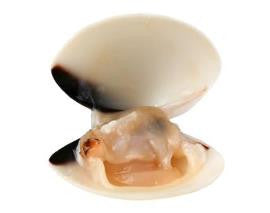 Littleneck Clams - PATRIOTLOBSTER.COM