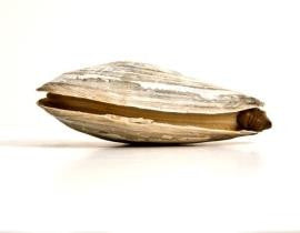 Steamer Clams - PATRIOTLOBSTER.COM