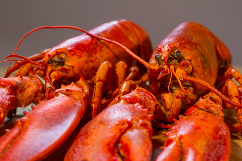 5.50-5.99 Lb Live Lobster - Hard Shell